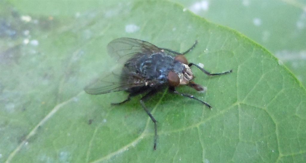 Calliphora vicina (Calliphoridae)