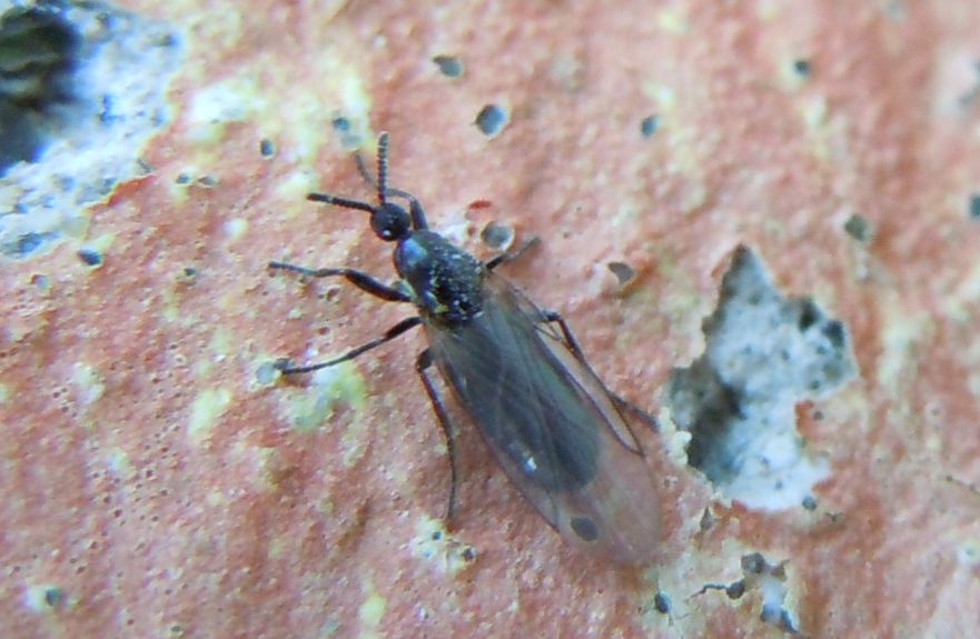 Piccolo dittero: Scatopsidae: Scatopse notata (cfr.)