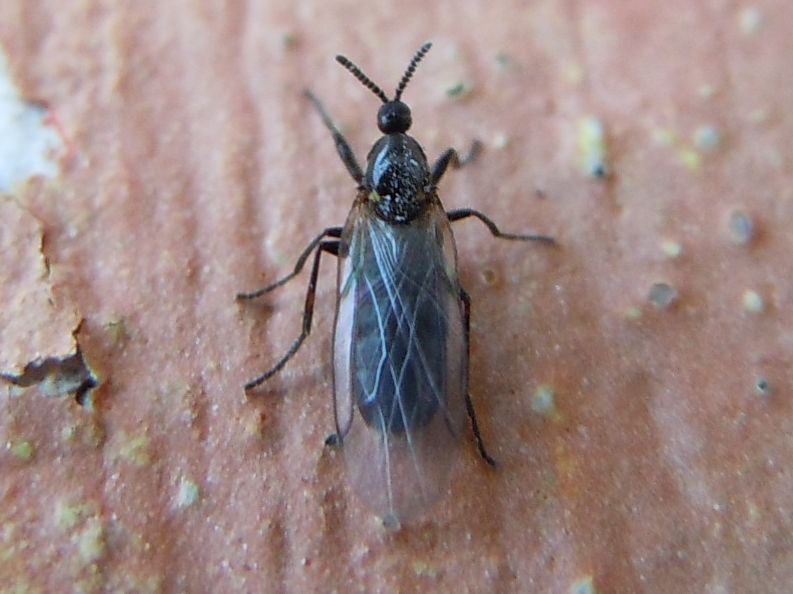 Piccolo dittero: Scatopsidae: Scatopse notata (cfr.)