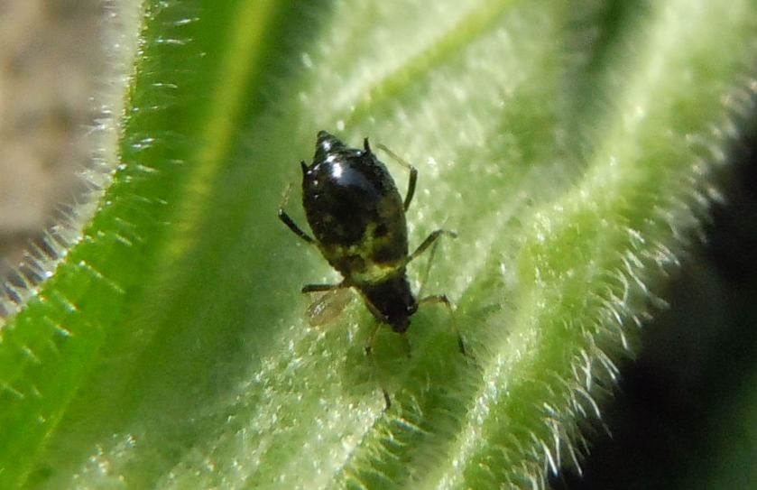 Neanide? No, adulto di Brachycaudus sp.