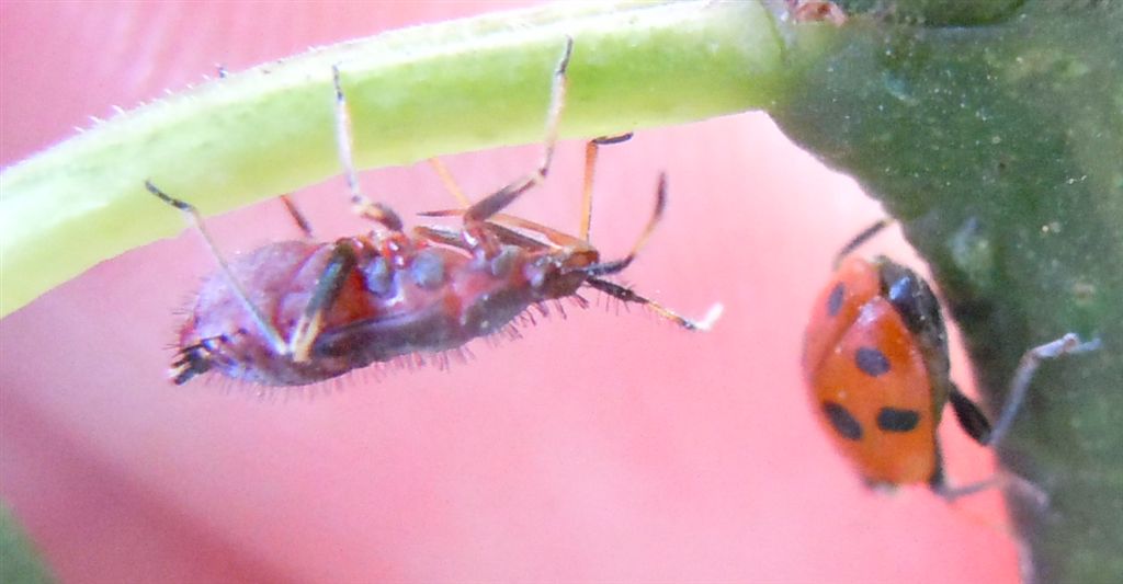 Neanide di Deraeocoris ruber