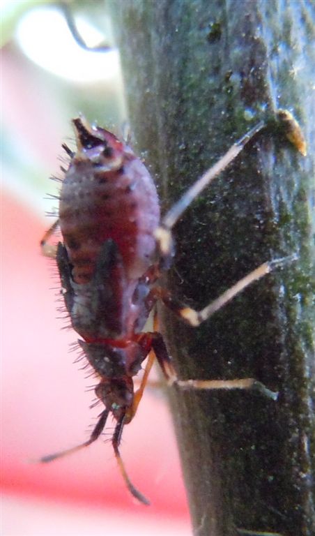 Neanide di Deraeocoris ruber