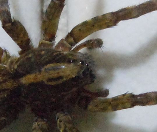 Trochosa sp.