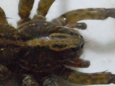 Trochosa sp.