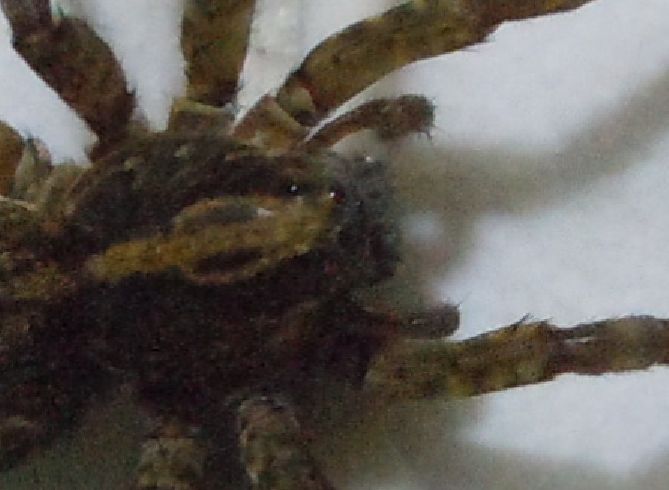 Trochosa sp.
