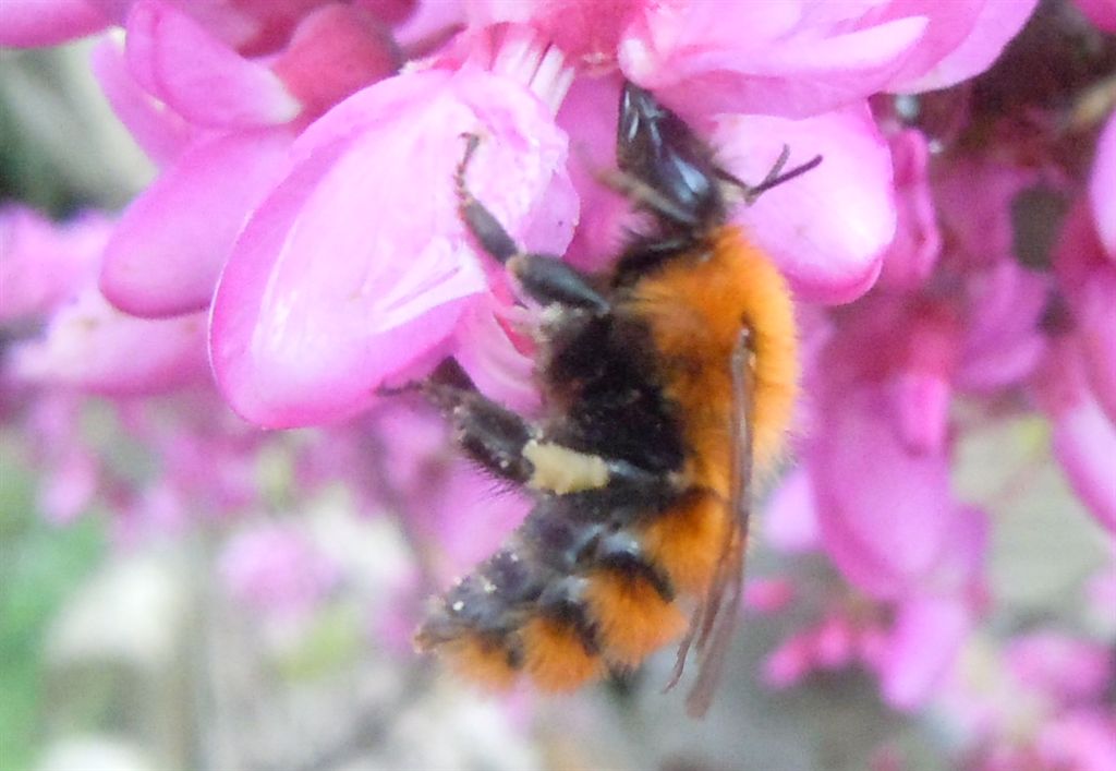 Apidae: Bombus (Megabombus) ruderatus e B. (Thoracobombus) pascuorum (cfr.)