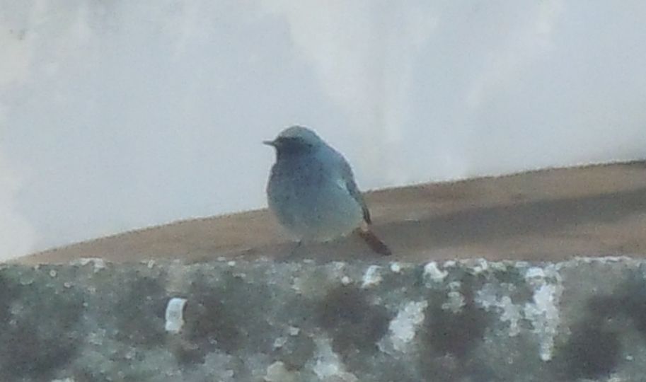 Uccellino2