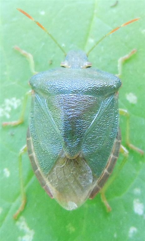 Palomena prasina?