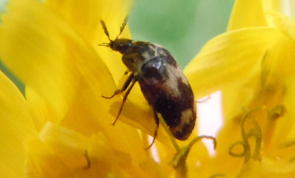 Coleotteri sotto la pioggia - Attagenus sp.