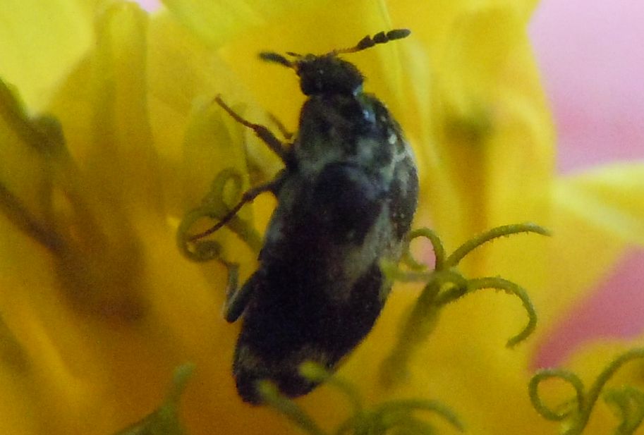 Coleotteri sotto la pioggia - Attagenus sp.