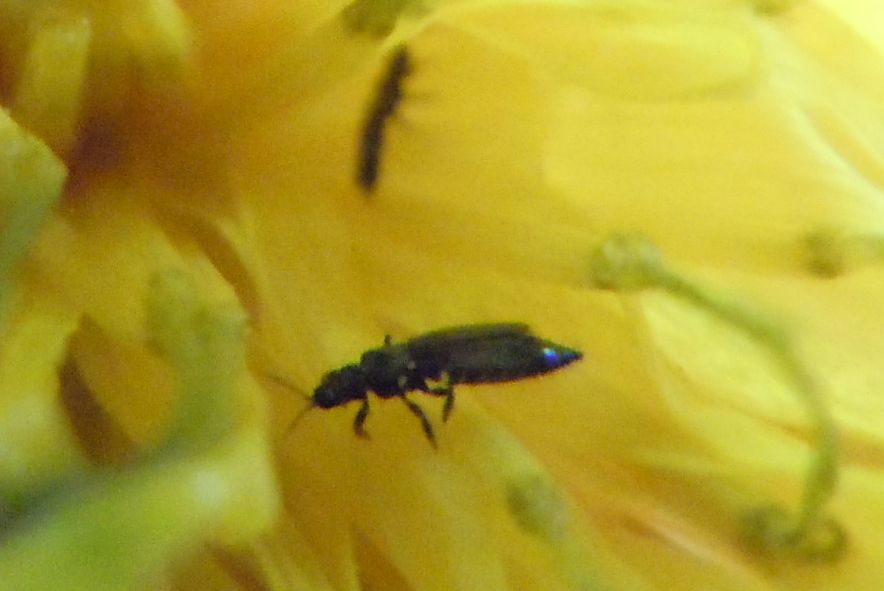 Coleotteri sotto la pioggia - Attagenus sp.