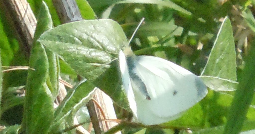 Pieris