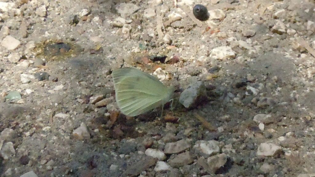 Pieris