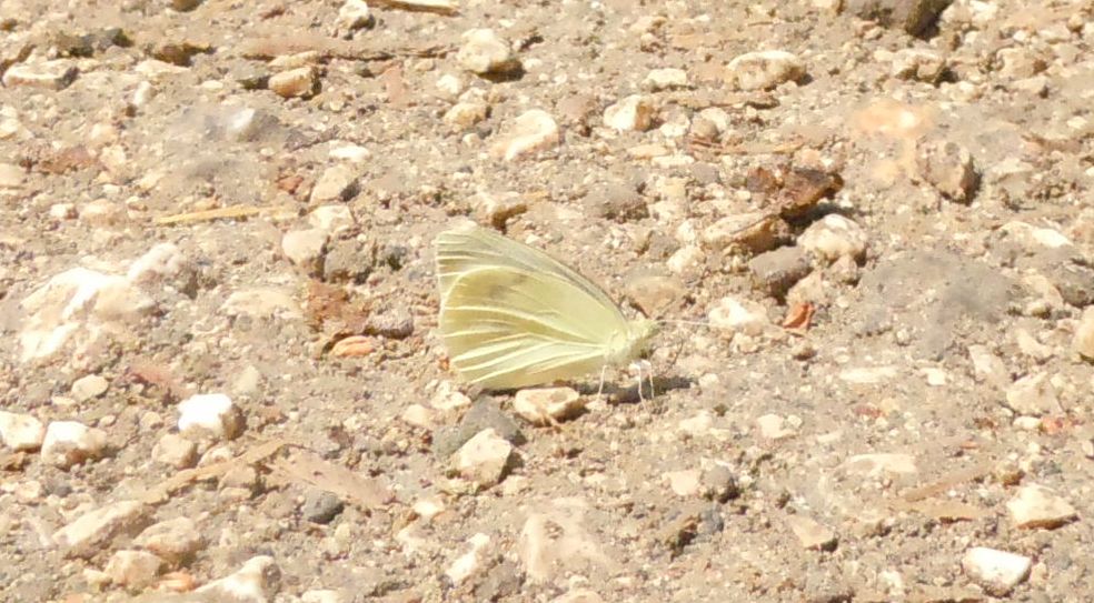 Pieris