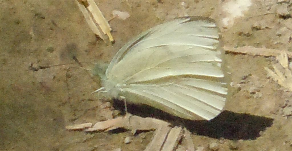Pieris