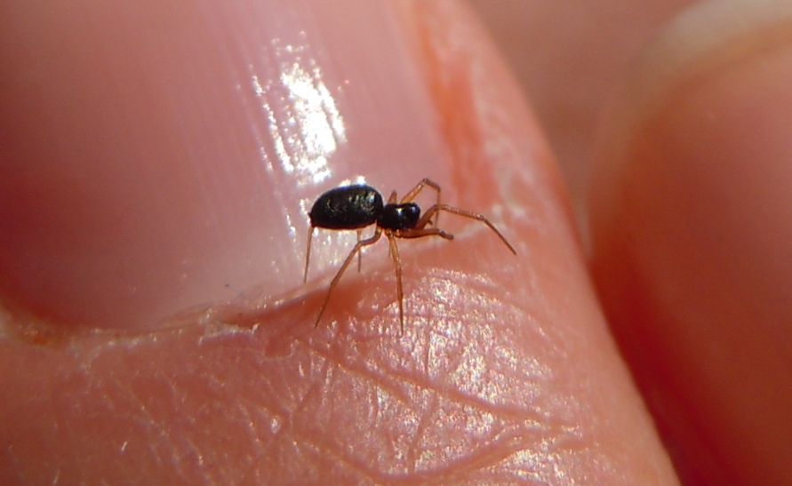 Linyphiidae