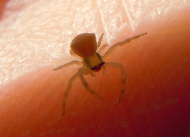Giovane Thomisus onustus