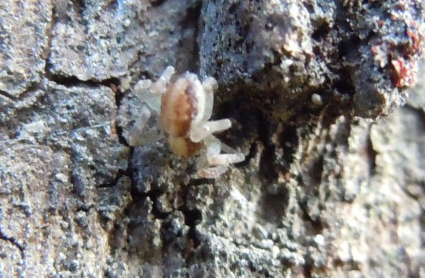 Philodromus sp.