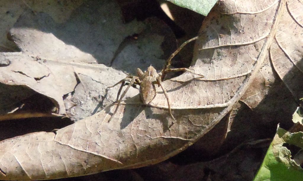Pisaura sp.