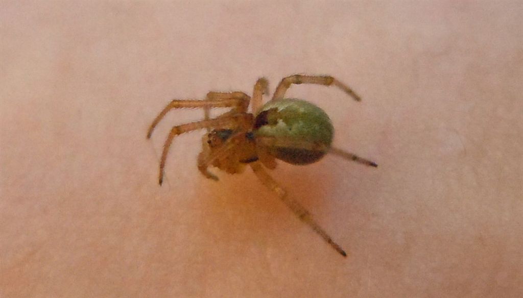 Kochiura aulica