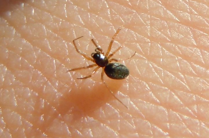 Linyphiidae