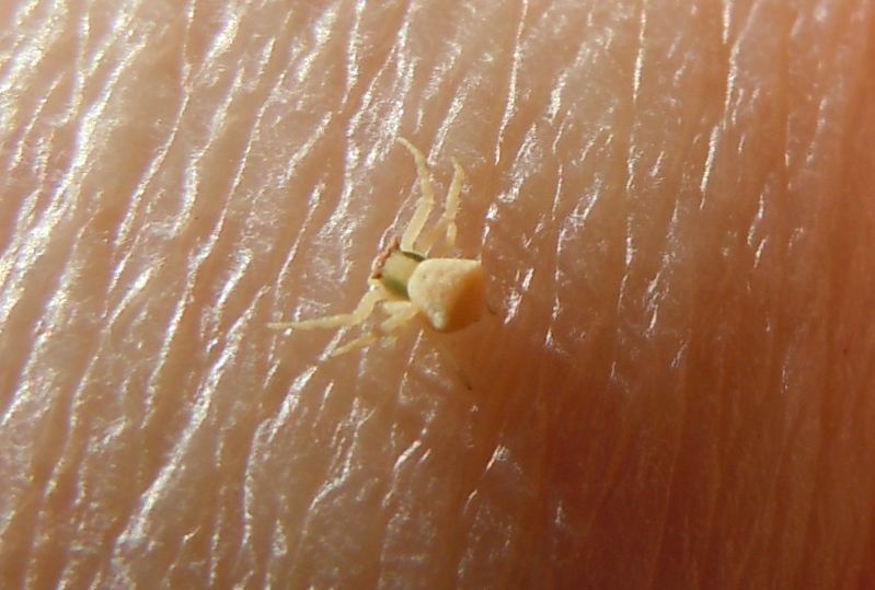 Giovane Thomisus onustus