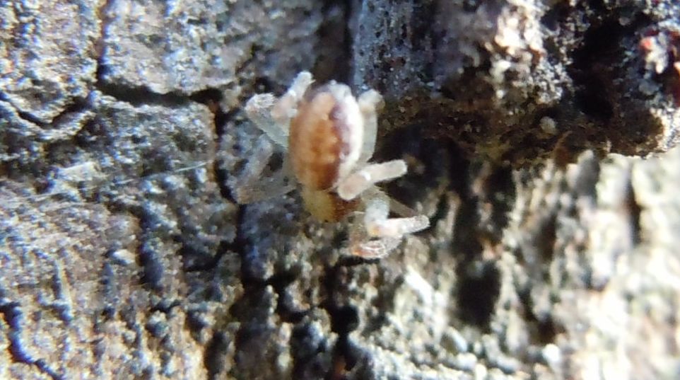 Philodromus sp.