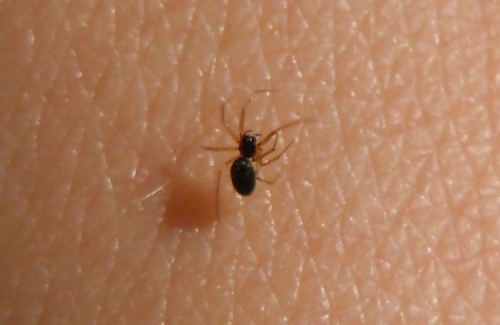 Linyphiidae