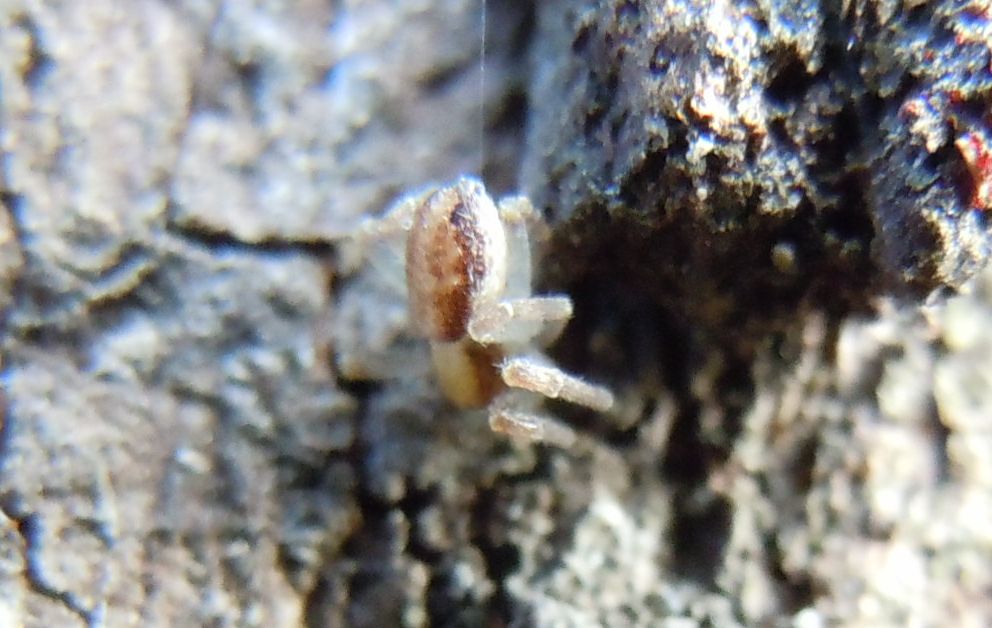 Philodromus sp.