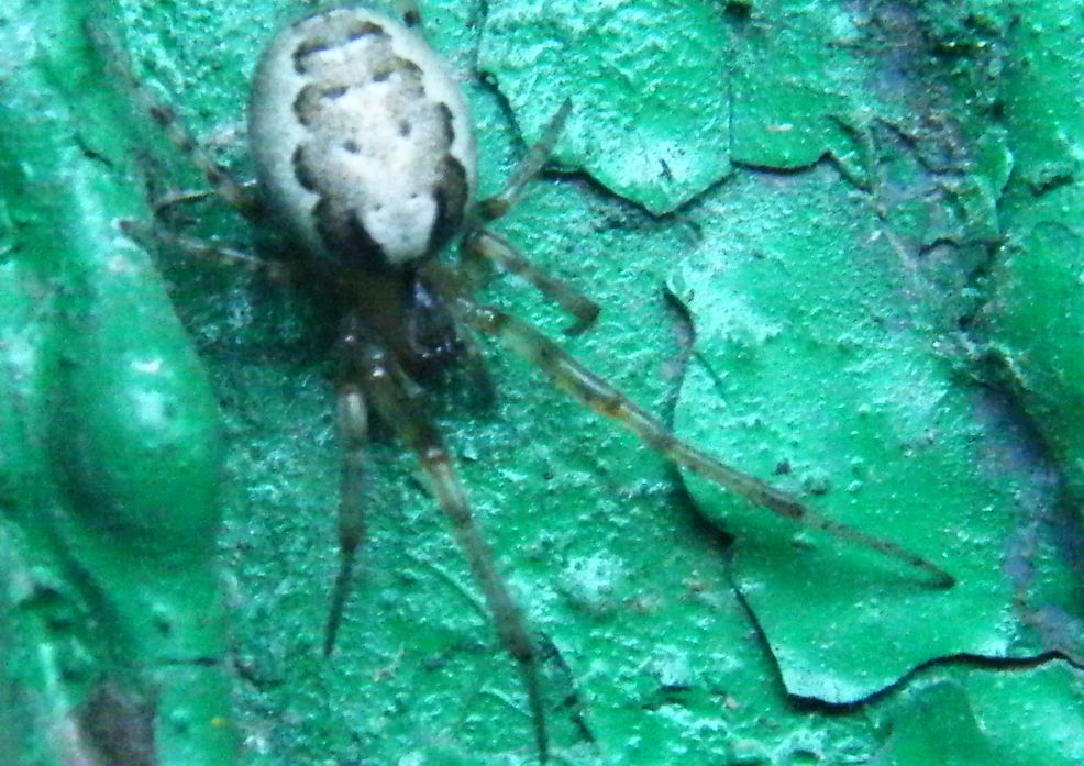 Zygiella sp.