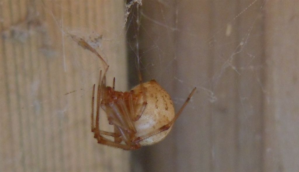 Parasteatoda sp.