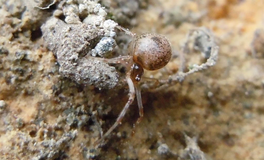 Parasteatoda sp.