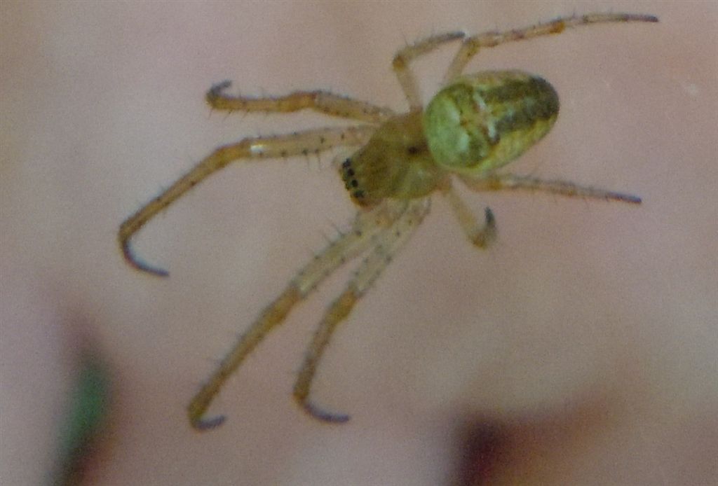 Metellina sp.