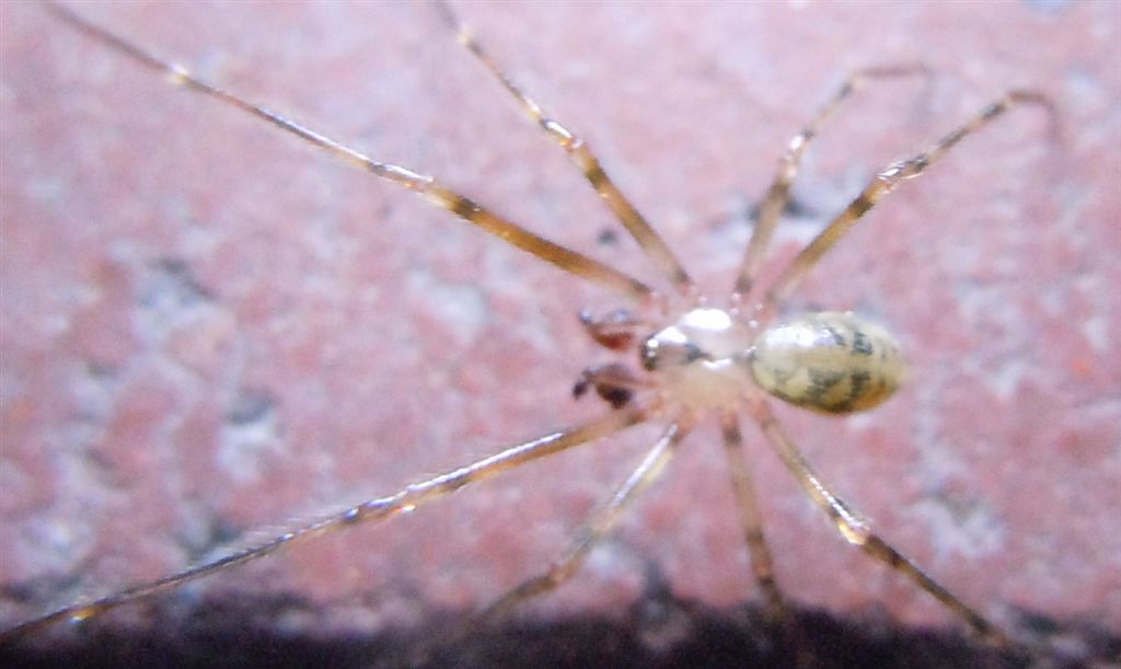 Nesticus sp.