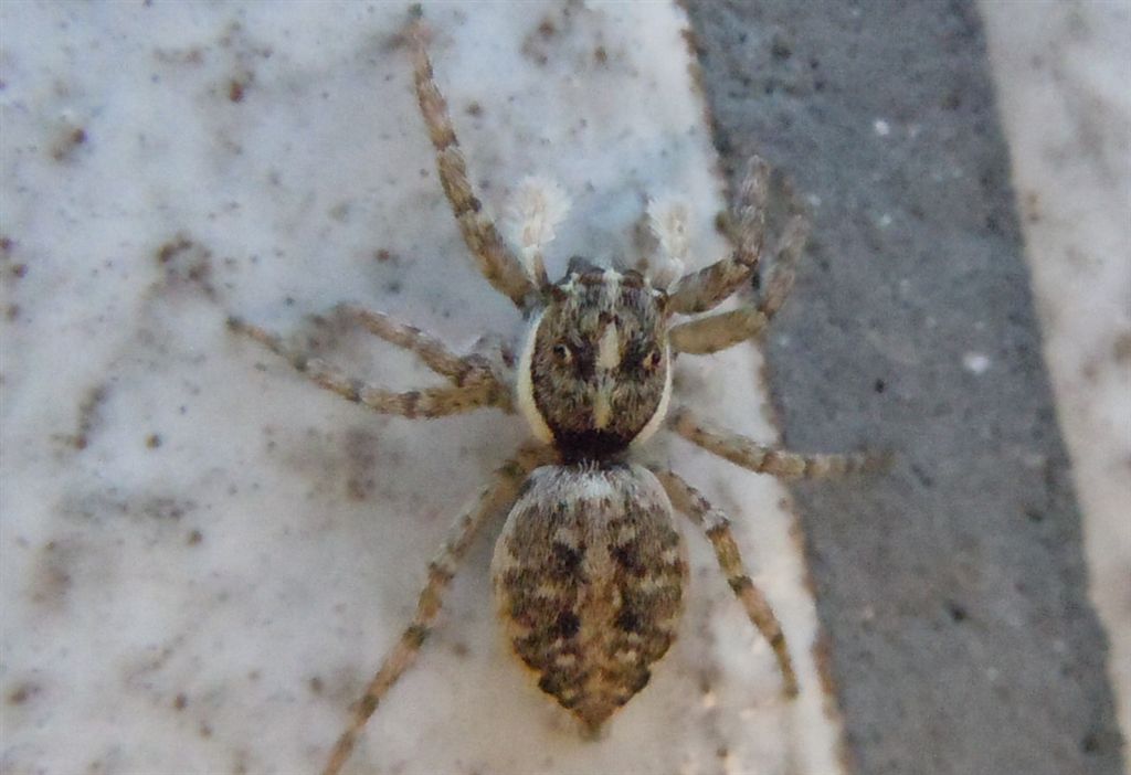 Menemerus semilimbatus