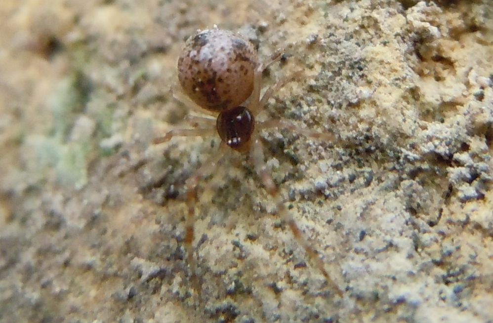 Parasteatoda sp.