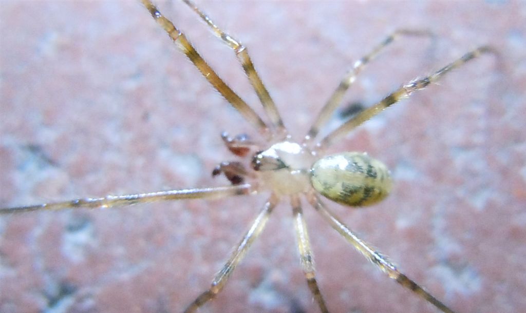 Nesticus sp.