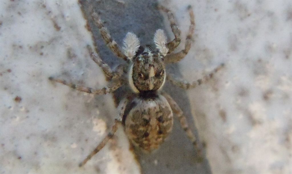 Menemerus semilimbatus
