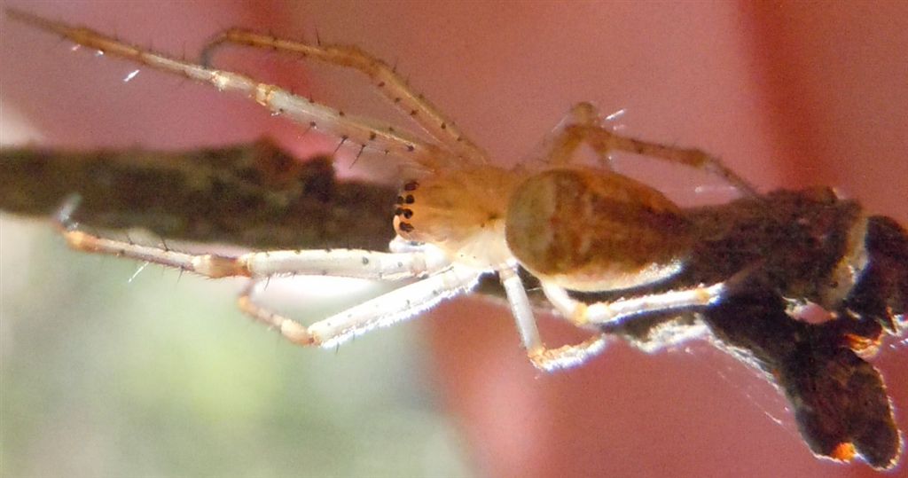 Metellina sp.