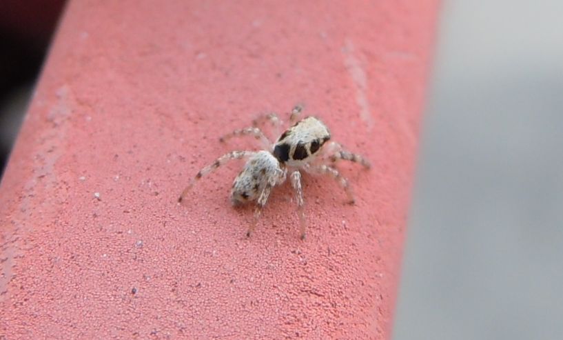 Salticus cf. mutabilis