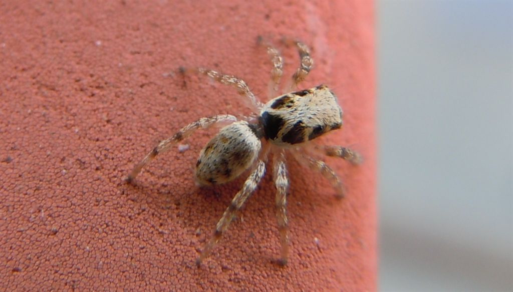 Salticus cf. mutabilis
