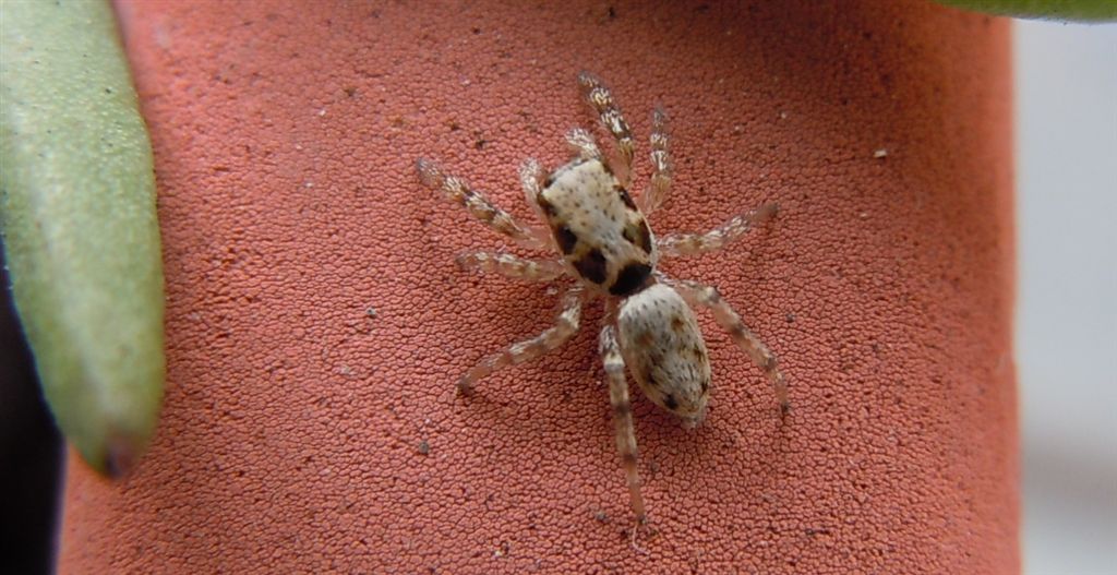 Salticus cf. mutabilis