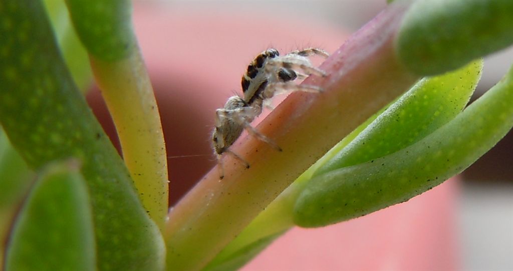 Salticus cf. mutabilis