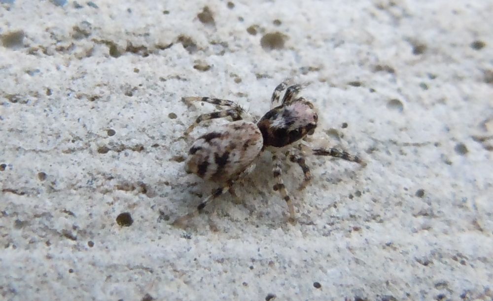 Salticus sp.