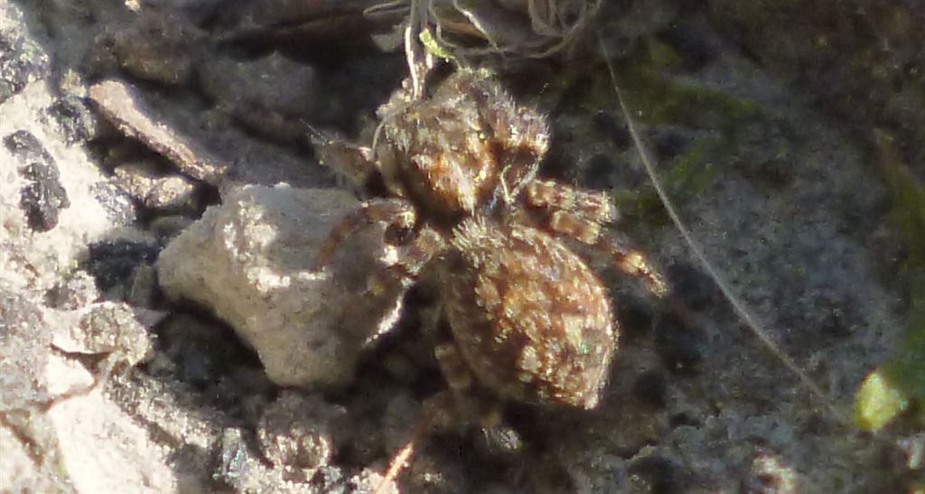 Pseudeuophrys sp.