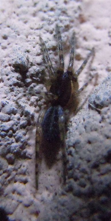 Segestria florentina