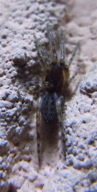 Segestria florentina