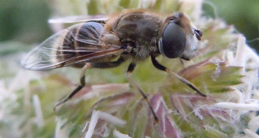 Syrphidae da identificare