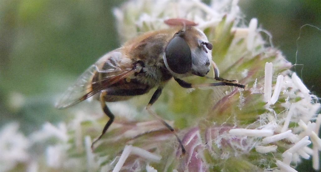 Syrphidae da identificare