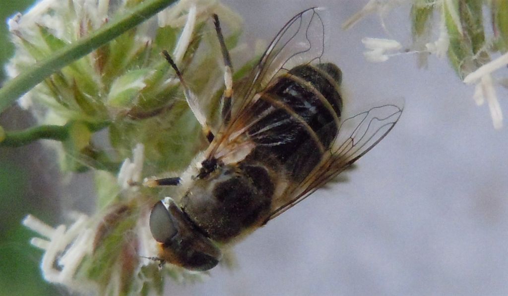 Syrphidae da identificare